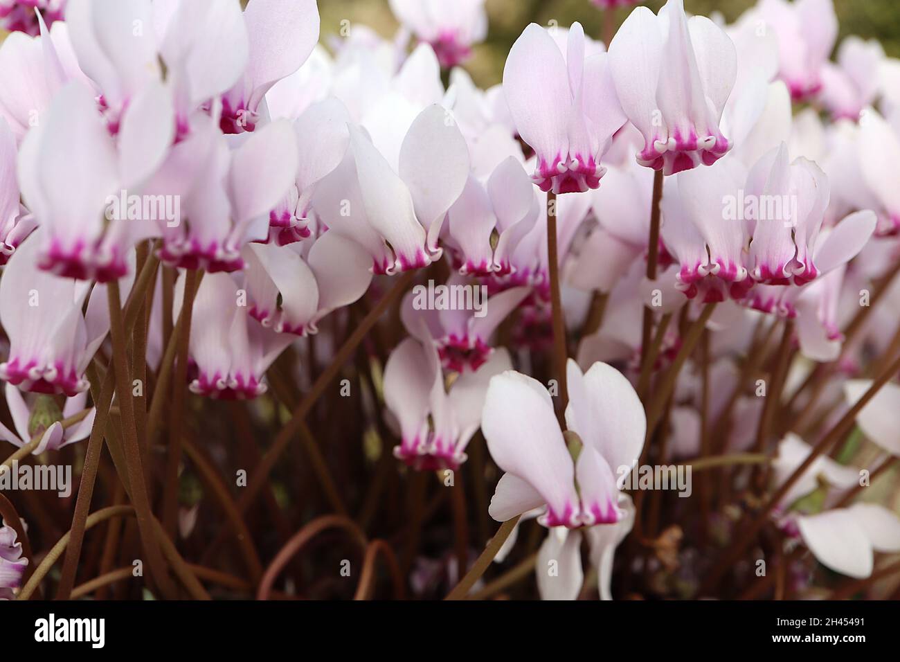 Ciclamino erifolium F. forma FIORI SOLO ciclamino lievitato – fiori bianchi rosa pallido con petali rovesciati, ottobre, Inghilterra, Regno Unito Foto Stock