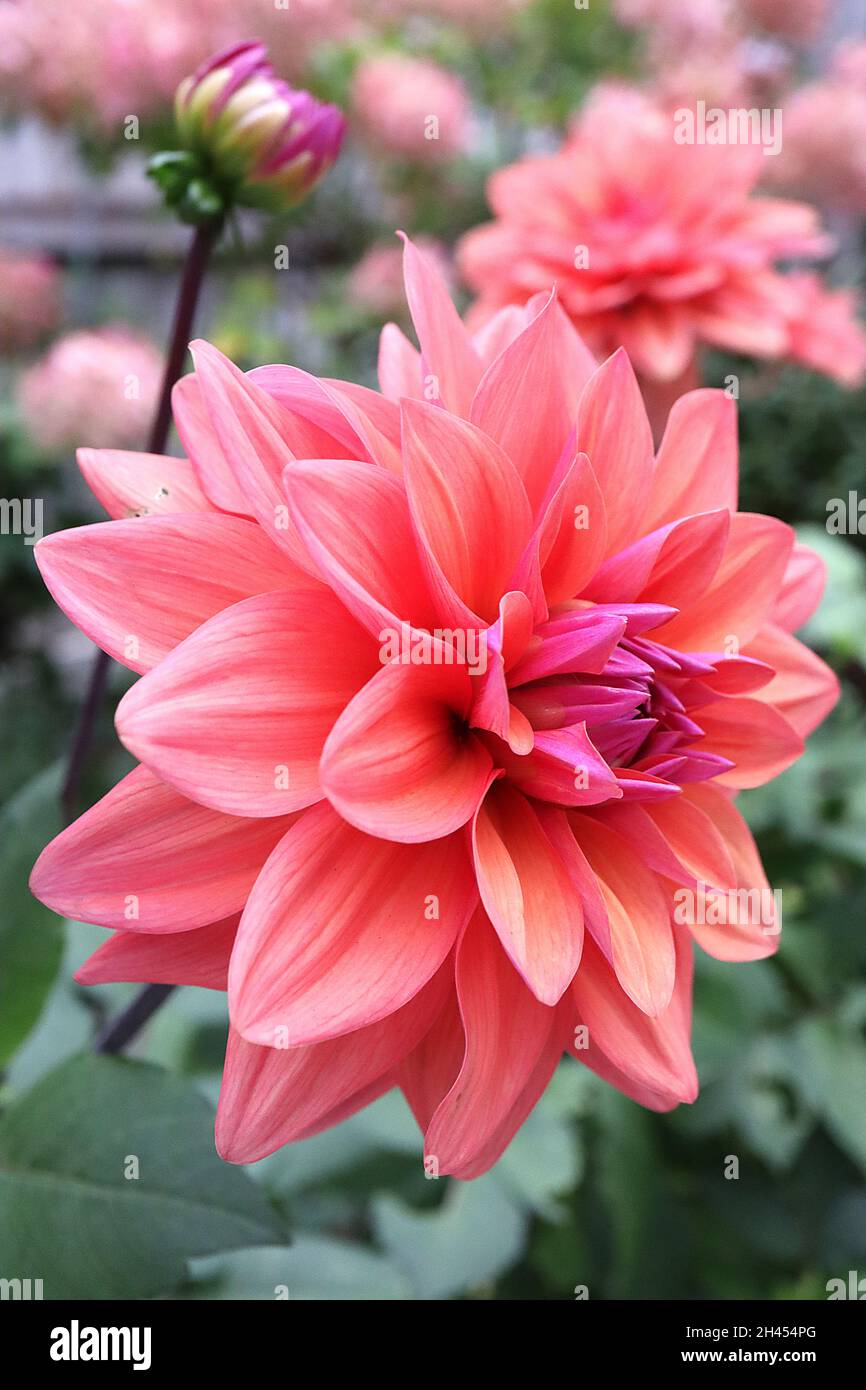 Dahlia ‘American Dawn’ Decorative Dahlia Group 5 fiori di pesca rosa medio con petali ricurvi, ottobre, Inghilterra, Regno Unito Foto Stock