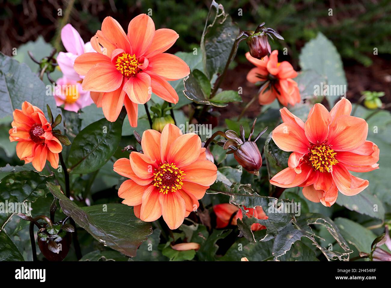 Dahlia ‘Bishop of Oxford’ Misc Class Group 10 fiori di colore arancione con strisce gialle sbiadite, ottobre, Inghilterra, Regno Unito Foto Stock