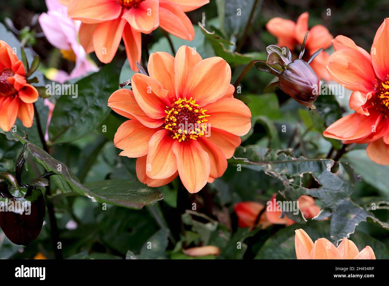 Dahlia ‘Bishop of Oxford’ Misc Class Group 10 fiori di colore arancione con strisce gialle sbiadite, ottobre, Inghilterra, Regno Unito Foto Stock