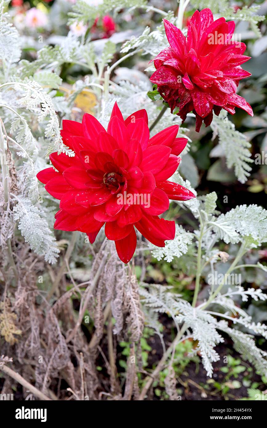 Dahlia ‘Christopher Taylor’ Waterlily Dahlia Group 4 Scarlet fiori rossi con petali a base larga, ottobre, Inghilterra, Regno Unito Foto Stock