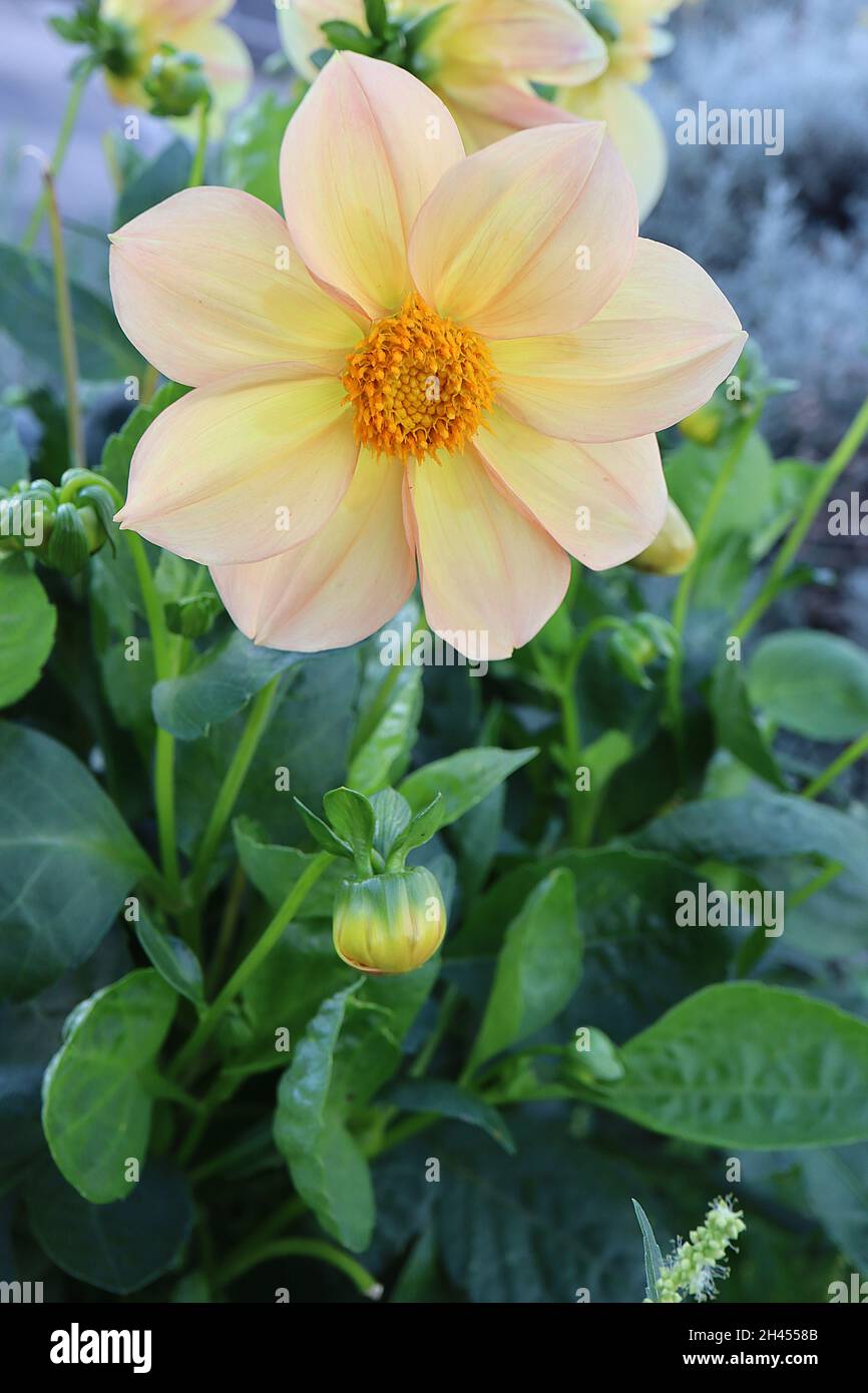 Dahlia ‘Figaro Mix’ decorativo Dahlia Group 5 fiori crema con colore rosa tenue, ottobre, Inghilterra, Regno Unito Foto Stock