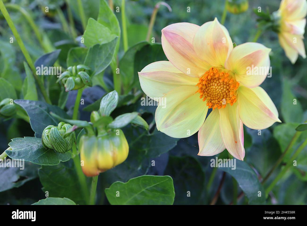 Dahlia ‘Figaro Mix’ decorativo Dahlia Group 5 fiori crema con colore rosa tenue, ottobre, Inghilterra, Regno Unito Foto Stock