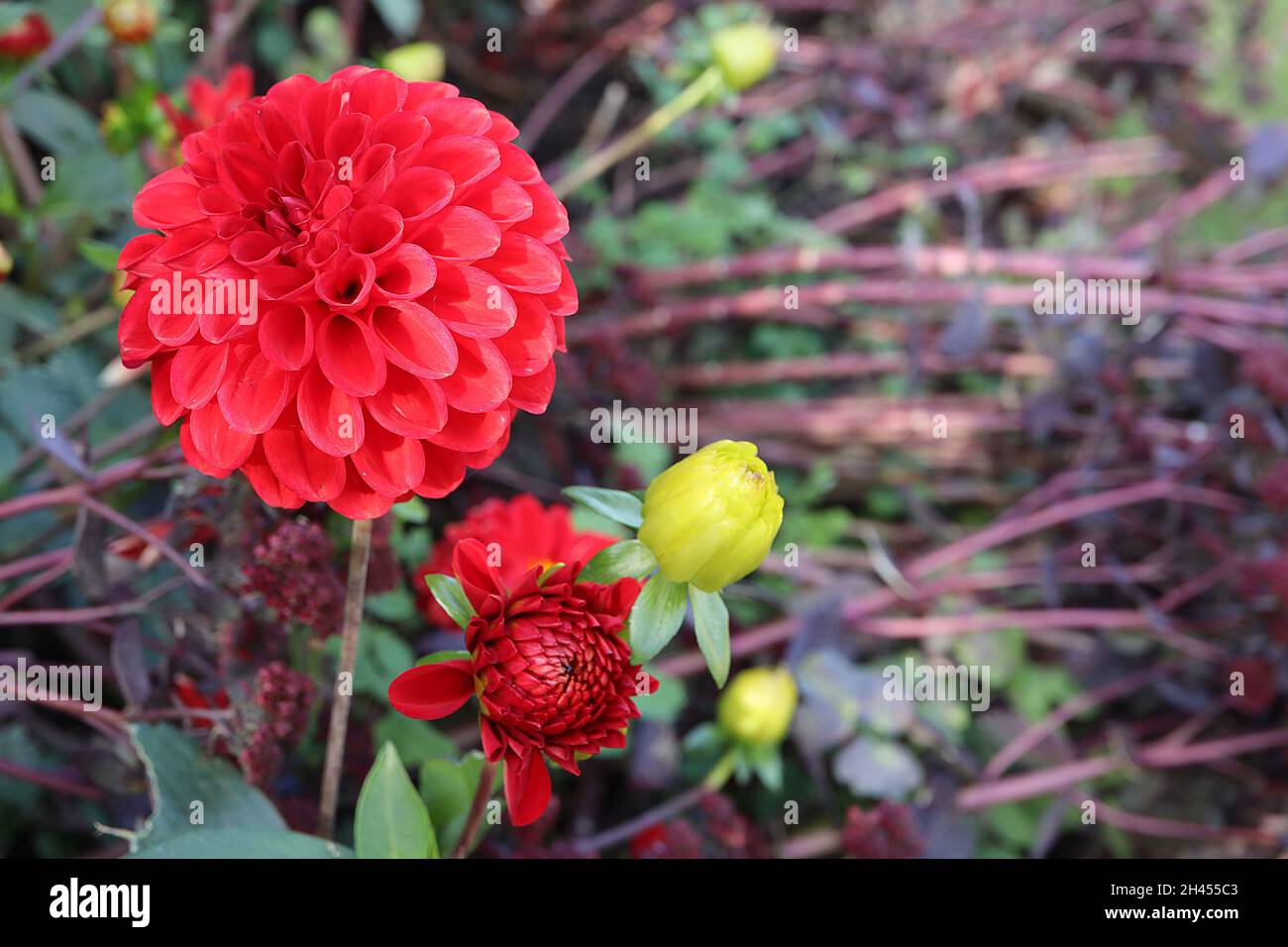 Dahlia ‘Lismore Carol’ Pompon dahlia Gruppo 7 fiori rossi sferici con petali arrotolati in cluster stretti, ottobre, Inghilterra, Regno Unito Foto Stock