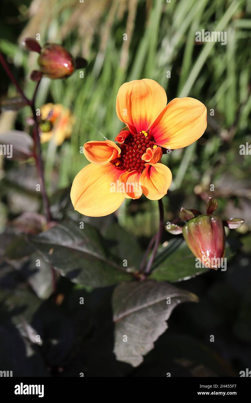 Dahlia ‘Moonfire’ Dahlia Gruppo 1 fiori gialli con alone rosso, foglie di bronzo viola, ottobre, Inghilterra, Regno Unito Foto Stock