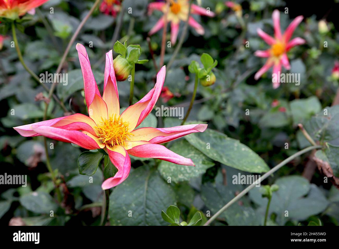 Dahlia ‘Tahoma Moonshot’ Group 12 Dahlia fiori rosa profondi fiori a forma di stella con alone giallo e petali arrotolati, ottobre, Inghilterra, Regno Unito Foto Stock