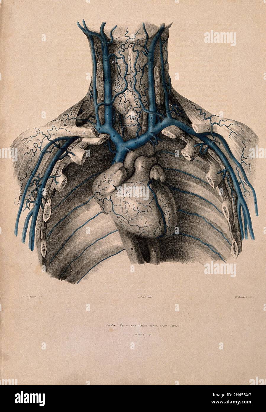 Le vene del collo e del torace. Litografia colorata da William Fairland 1837, dopo J. WALSH dopo W.J.E. Wilson. Foto Stock