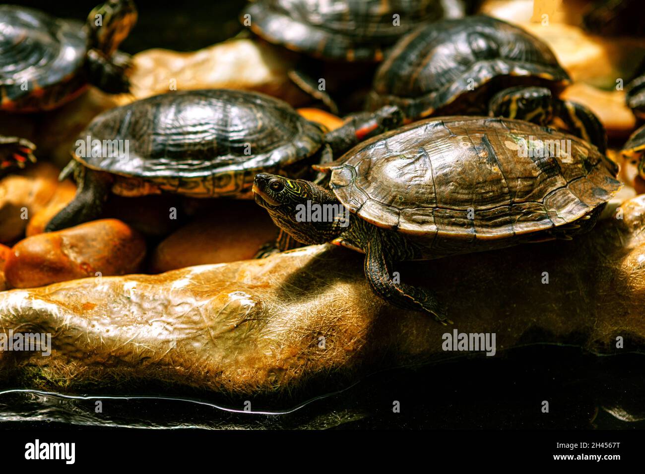 Cursori con le orecchie rosse . Specie acquatiche comuni di tartaruga Foto Stock