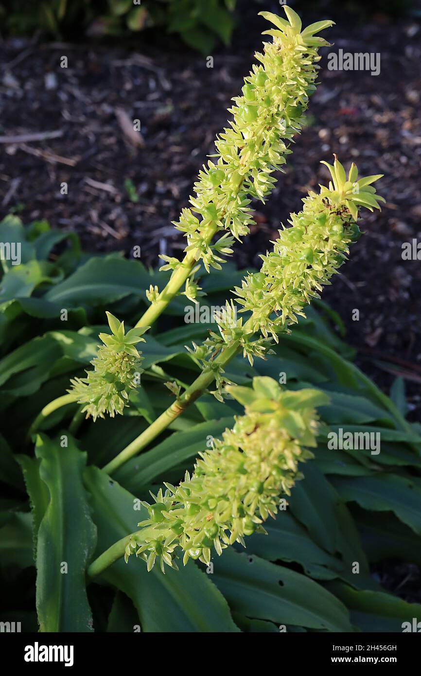 Eucomis zambesiaca racemi verticali di fiori a forma di stella verde chiaro su steli corti, ottobre, Inghilterra, Regno Unito Foto Stock