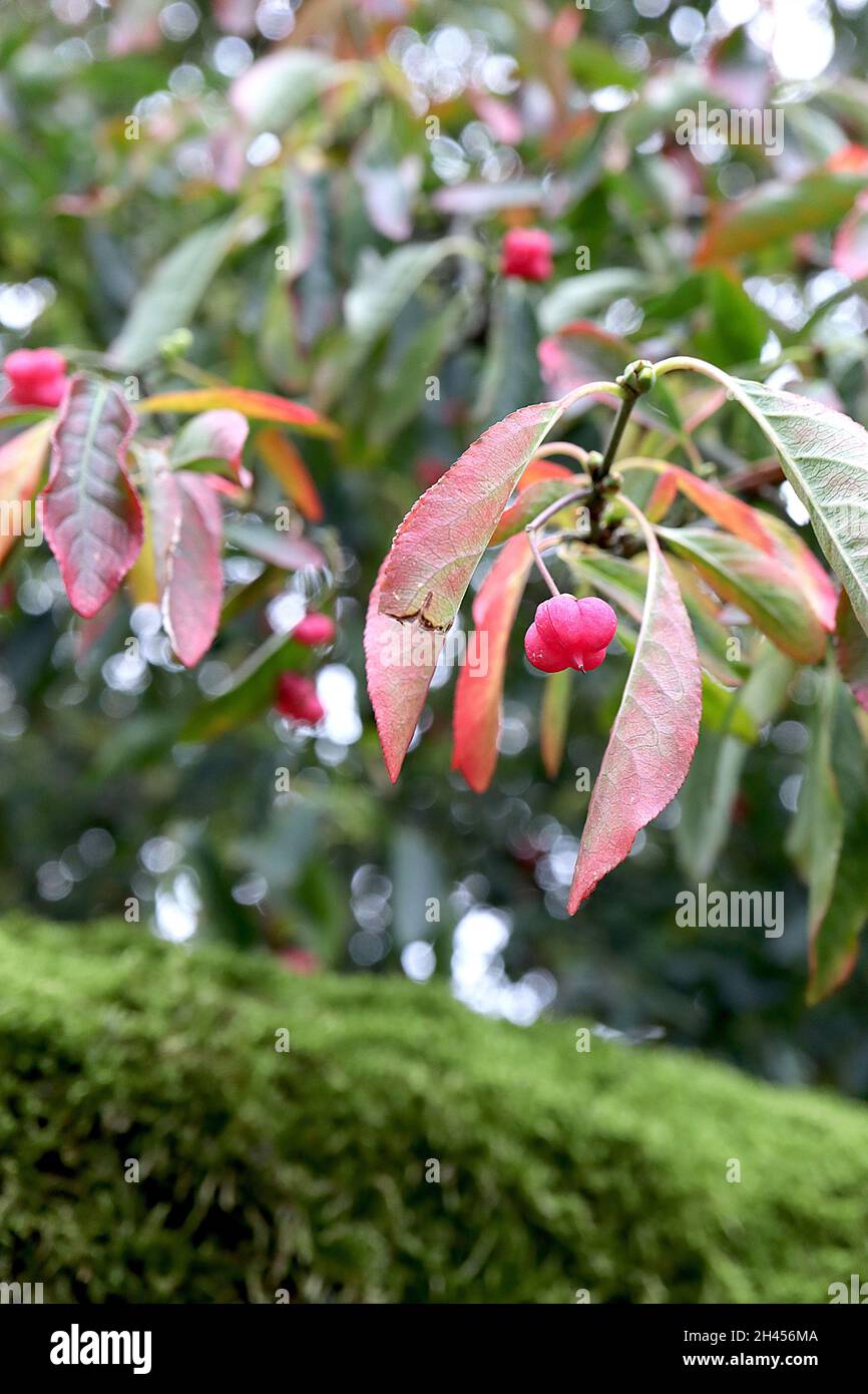 Euonymus hamiltonianus «Indian Summer» Himalayan fusello Indian Summer – corpo di frutta rosa profonda che racchiude semi d’arancia, ottobre, Inghilterra, Regno Unito Foto Stock