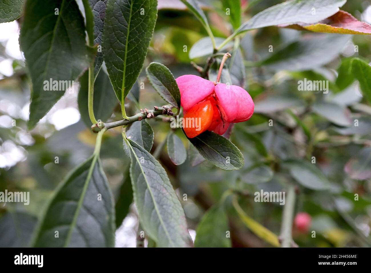 Euonymus hamiltonianus «Indian Summer» Himalayan fusello Indian Summer – corpo di frutta rosa profonda che racchiude semi d’arancia, ottobre, Inghilterra, Regno Unito Foto Stock