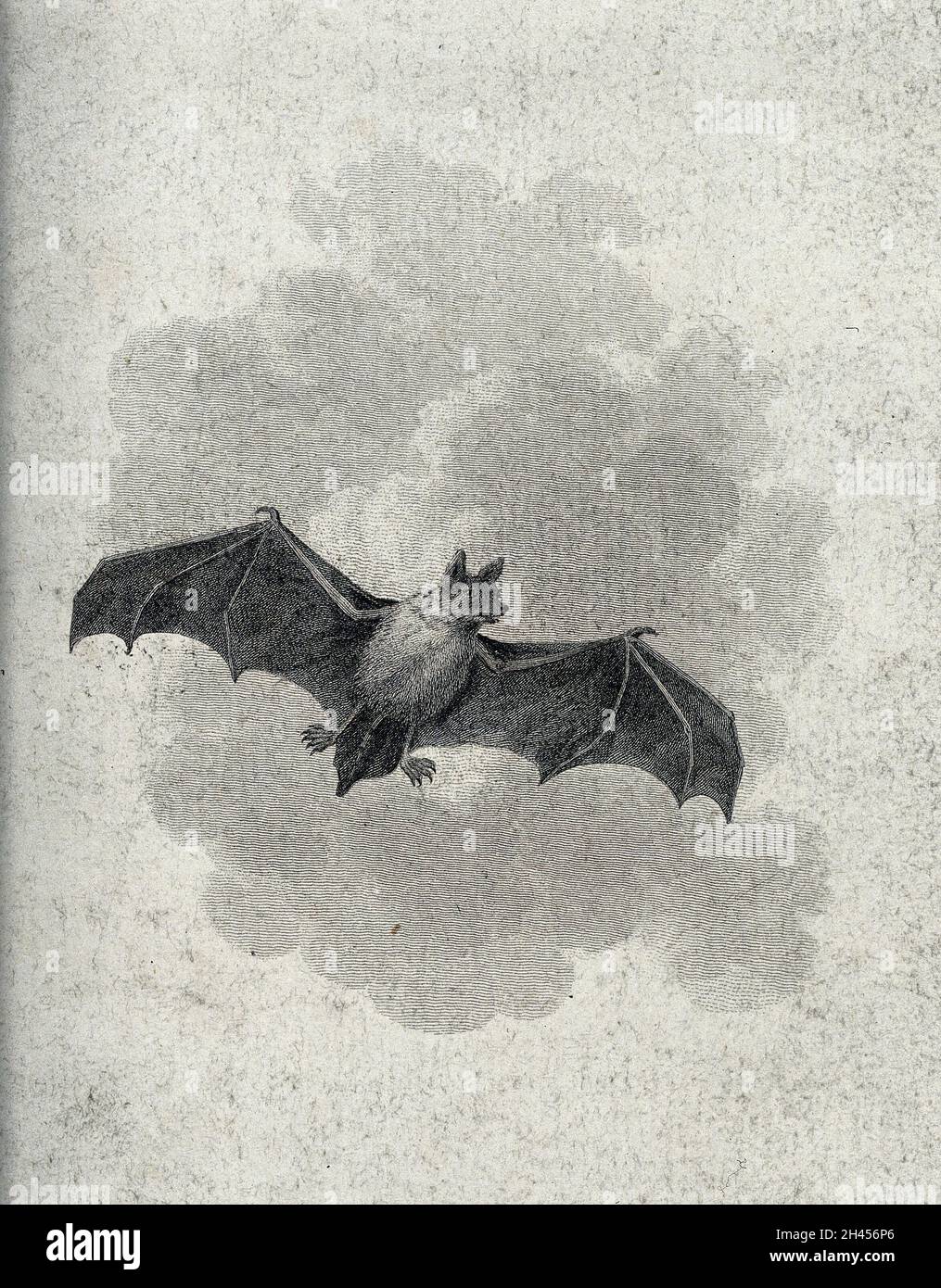 Spilla Pipistrello Con Orecchie Lunghe In Peltro – Accessorio Halloween Artigianale