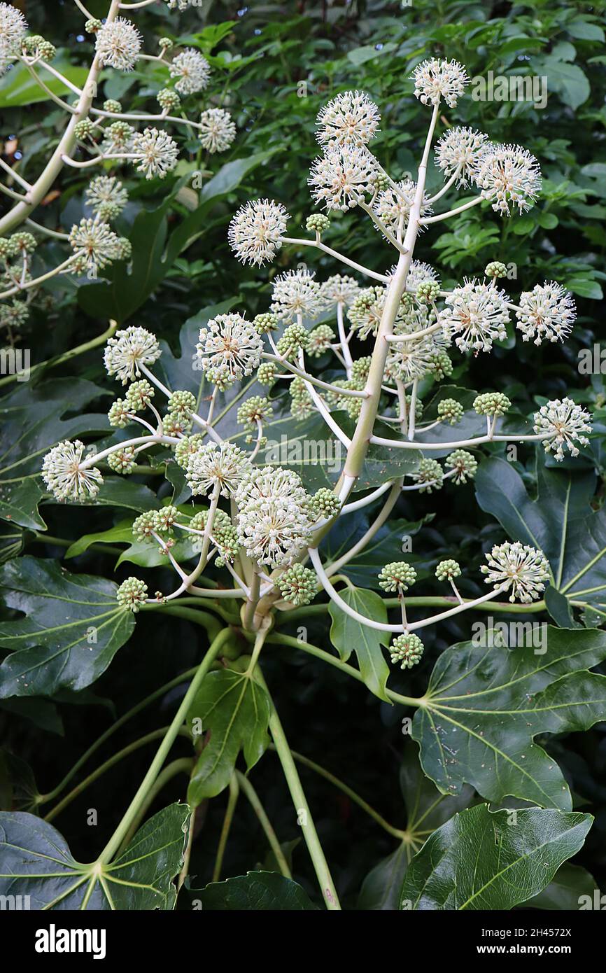 Fatsia japonica olio di caster pianta o pianta di carta – matelle sferiche di piccoli fiori bianchi e grandi foglie lucide verde scuro, ottobre, Inghilterra, Regno Unito Foto Stock