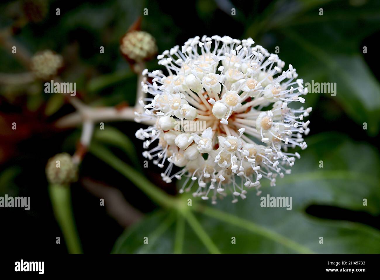 Fatsia japonica olio di caster pianta o pianta di carta – matelle sferiche di piccoli fiori bianchi, ottobre, Inghilterra, Regno Unito Foto Stock