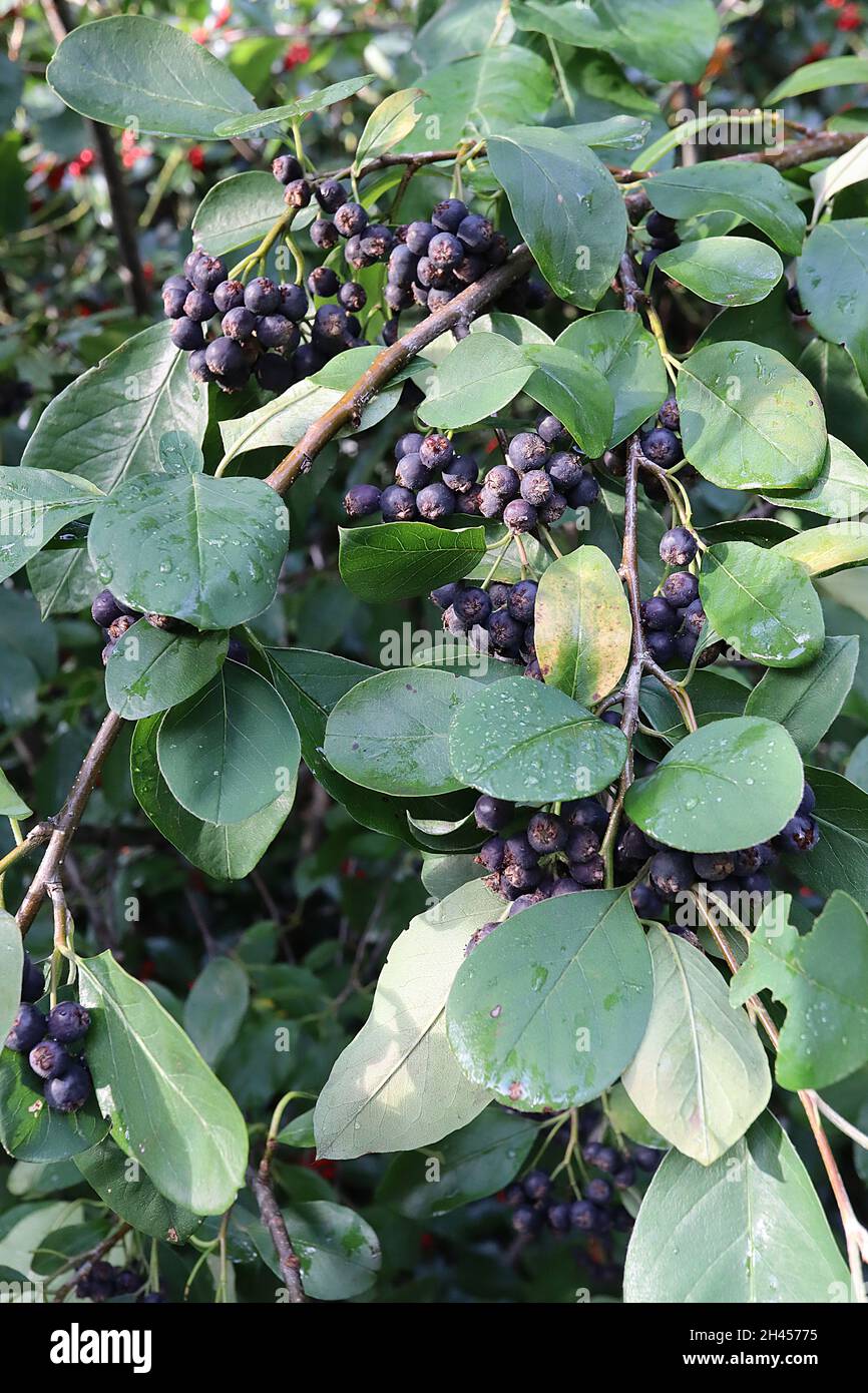 Cotoneaster affinis purpleberry cotoneaster – bacche rotonde nere viola e foglie glaucous lisce, ottobre, Inghilterra, Regno Unito Foto Stock