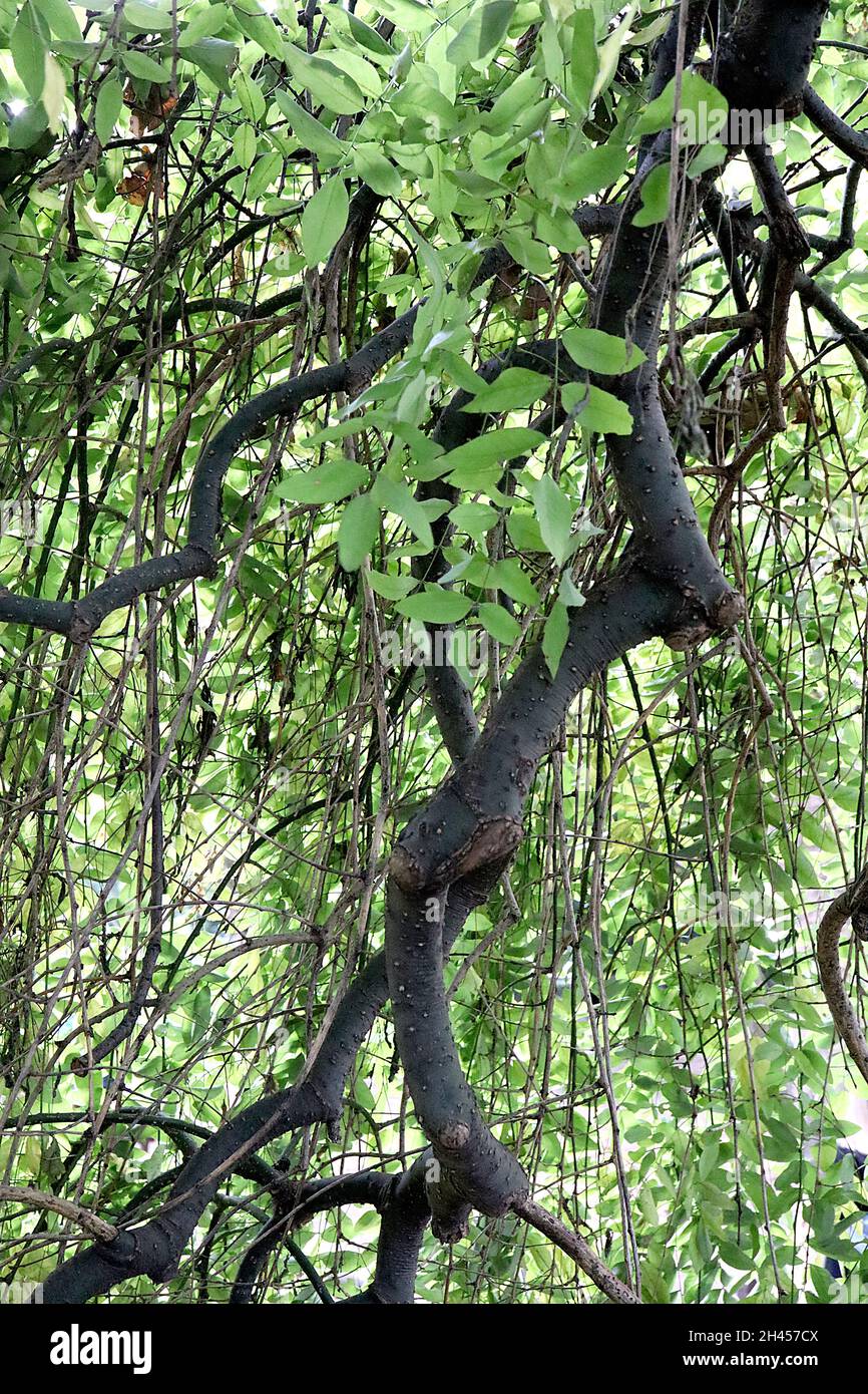 Fraxinus excelsior ‘Pendula’ cenere piangente – foglie verdi grigie e tortuose ramificazioni pendolari, ottobre, Inghilterra, Regno Unito Foto Stock