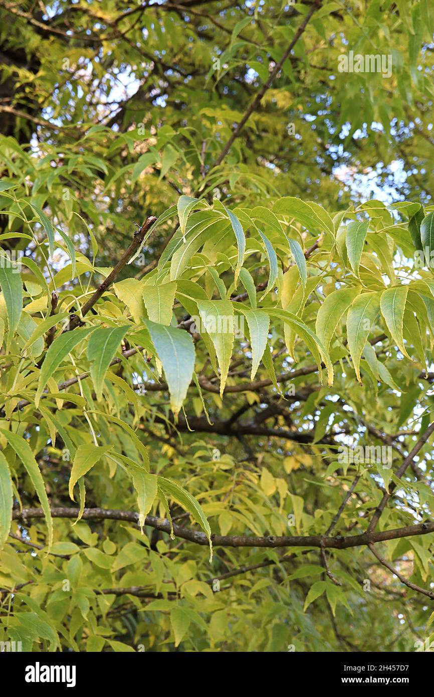 Fraxinus quadrangulata blu cenere – lunghe sottili foglie di colore giallo ellittico verde con margini seghettati, ottobre, Inghilterra, Regno Unito Foto Stock