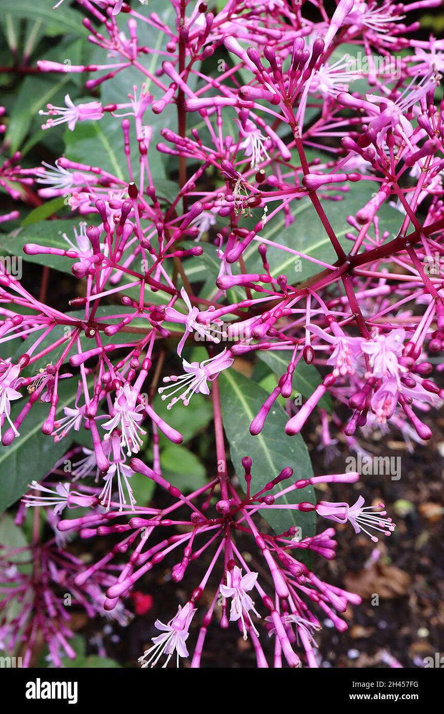 Fucsia paniculata paniculate fuchsia – ariose panicelle di piccoli fiori rosa pallido con petali riflettenti e ovaio cremisi, ottobre, Inghilterra, Regno Unito Foto Stock