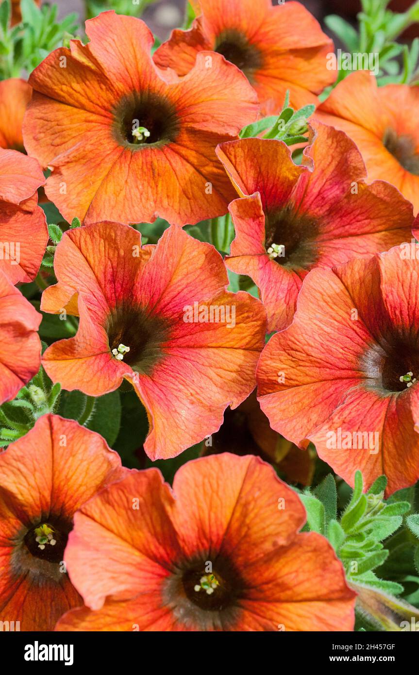Primo piano di Petchoa x Hybrid BeautiCal cannella un estate fioritura semidillio semidillio perenne Foto Stock