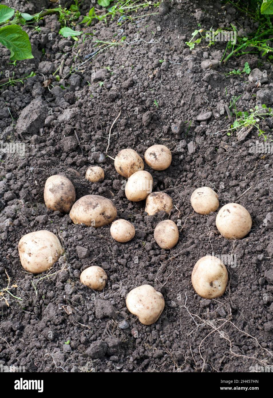 Patate di Rocket appena scavate nel mese di luglio una prima patata iniziale che è un cratper pesante e può essere usato come una patata bollita o insalata Foto Stock