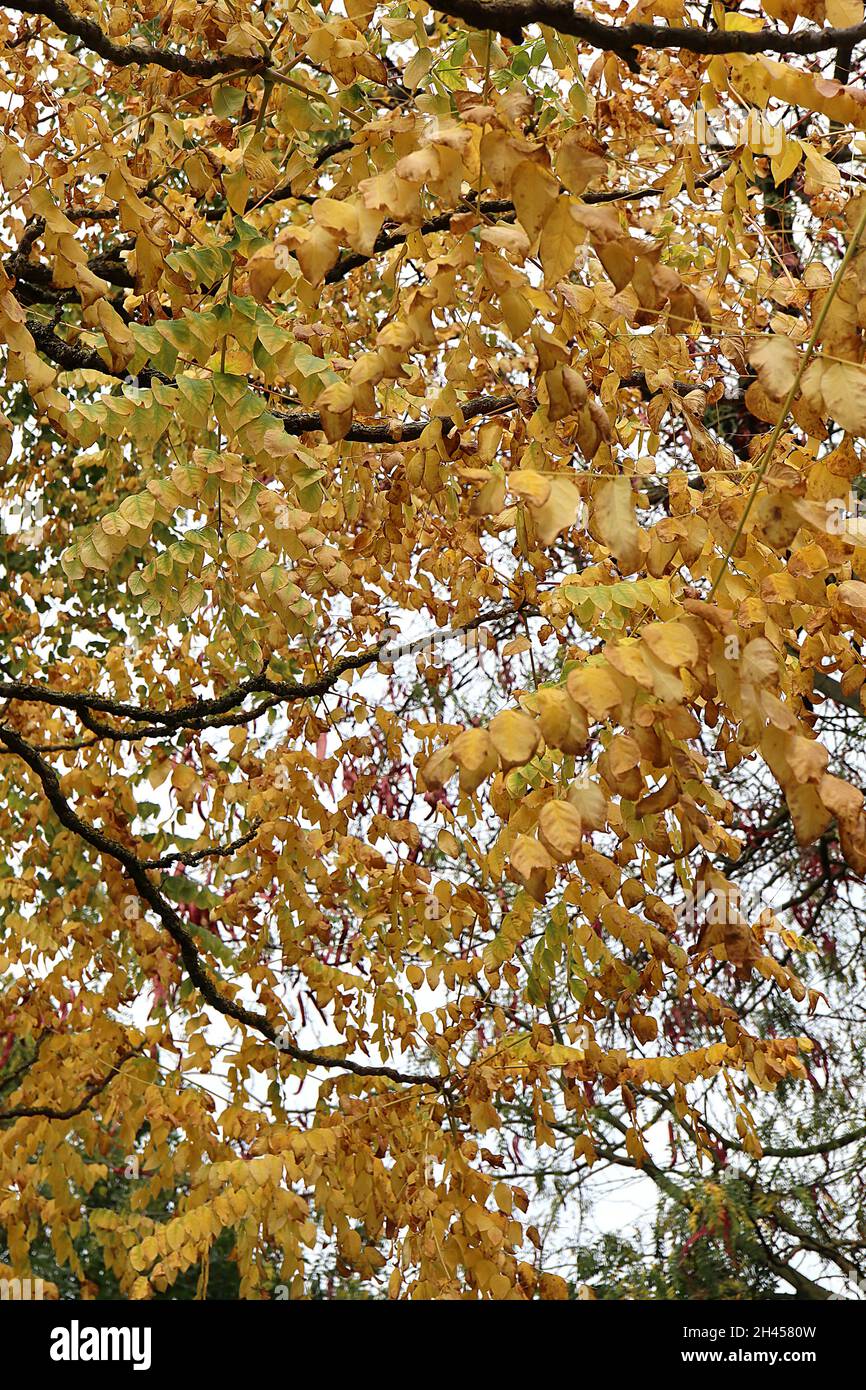 Gymnocladus dioica Kentucky Coffee tree – foglie di ovato bipinnate gialle e mid green, ottobre, Inghilterra, Regno Unito Foto Stock