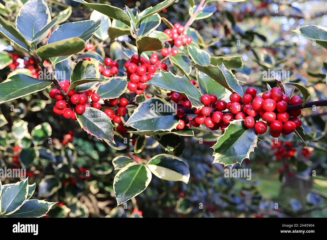 Ilex aquifolium «Rubricaulis Aurea» agrifoglio Rubricaulis Aurea – foglie di ovato verde scuro lucido e bacche rosse rotonde, ottobre, Inghilterra, Regno Unito Foto Stock