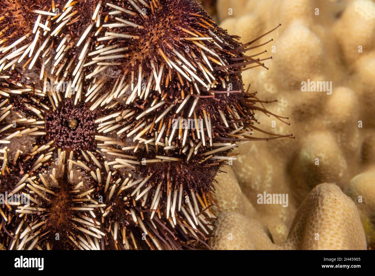 Tra le spine di questo riccio a spine corte, Tripneustes gratilla, ci sono migliaia di tentacoli che può raggiungere per la mobilità e. Foto Stock