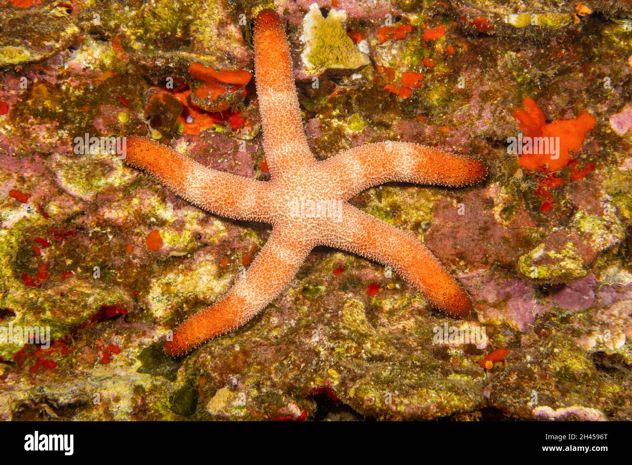Il mare di Catala, Thromidia catalai, è insolito da trovare sulla maggior parte delle barriere coralline delle Hawaii. Foto Stock