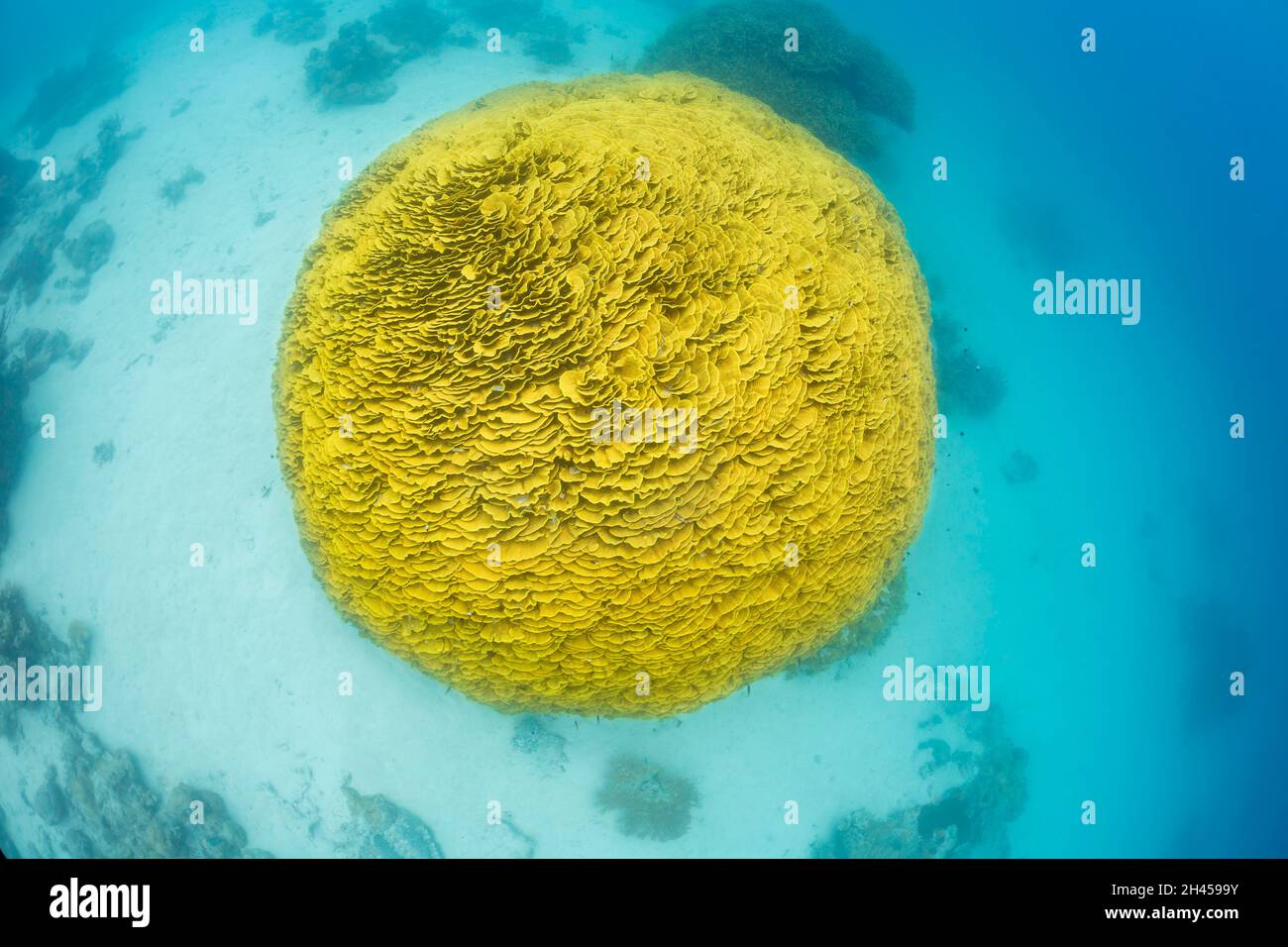 Questa colonia di coralli della lattuga, Turbinaria reniformis, ha formato un globo quasi perfetto, Fiji. Questa specie ha molti nomi comuni compreso corallo della piastra Foto Stock