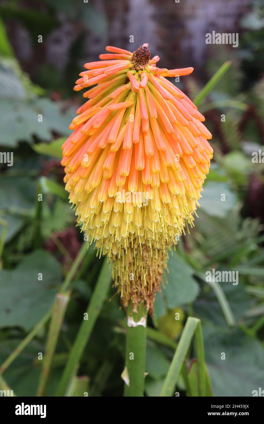 Kniphia rooperi Roopers rosso hot poker – fiori tubolari arancioni e gialli in cluster arrotondati su alte punte, ottobre, Inghilterra, Regno Unito Foto Stock