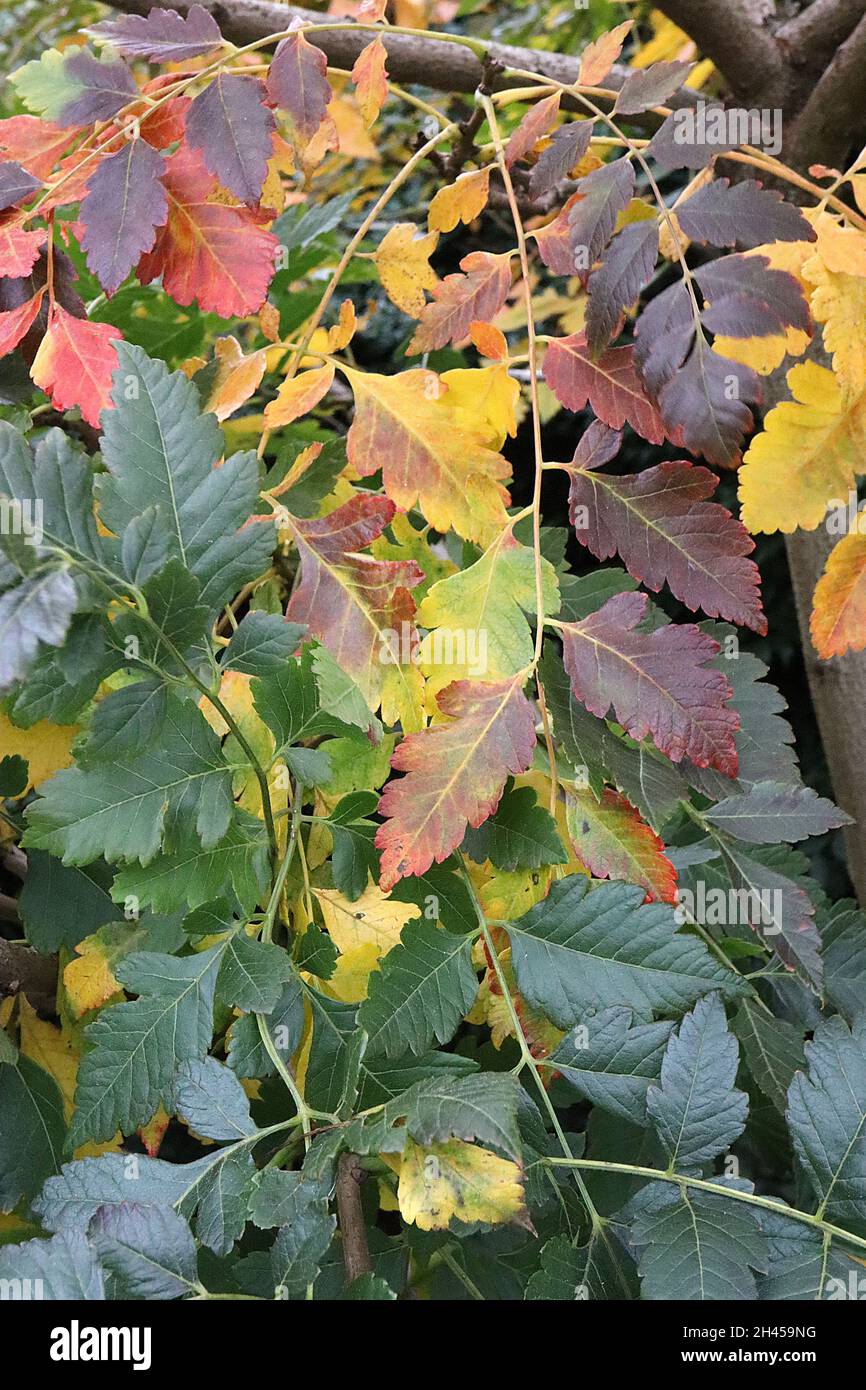 Koeldeuteria paniculata orgoglio dell'India - giallo, verde, arancione, rosso e borgogna pinnately foglie divise, ottobre, Inghilterra, Regno Unito Foto Stock