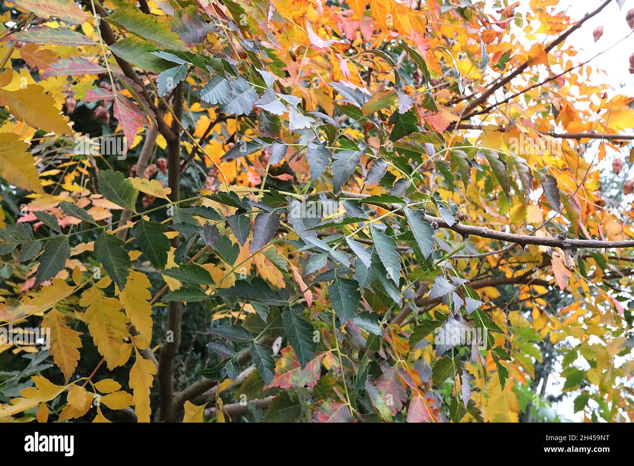 Koeldeuteria paniculata orgoglio dell'India - giallo, verde, arancione, rosso e borgogna pinnately foglie divise, ottobre, Inghilterra, Regno Unito Foto Stock