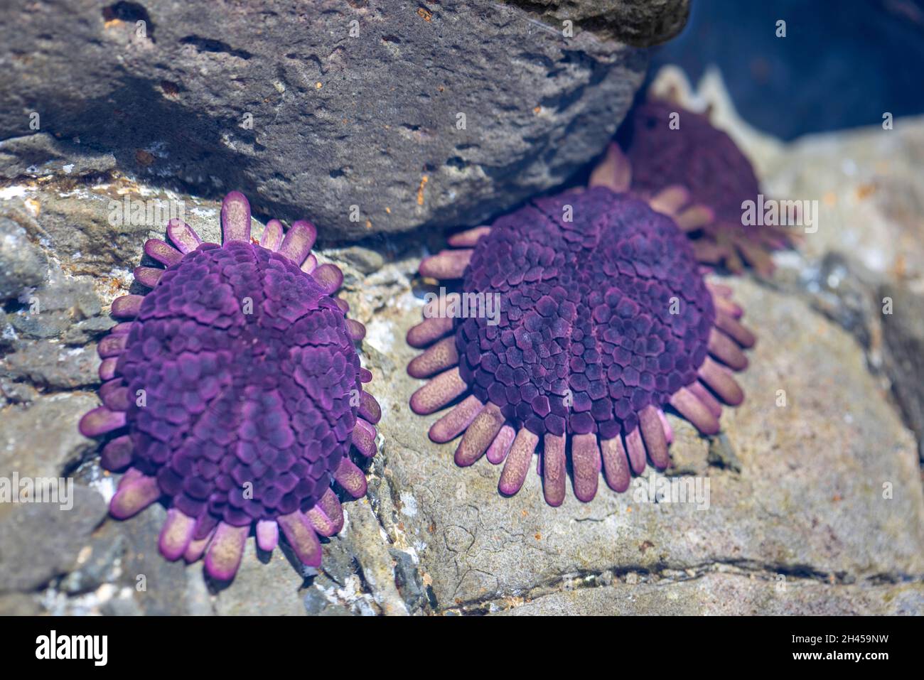Ricci di casco, Clobocentrotus atratus, sono anche indicati come ricci di ghiaia e ricci cormorati, Hawaii. Si trovano su una costa rocciosa liscia Foto Stock
