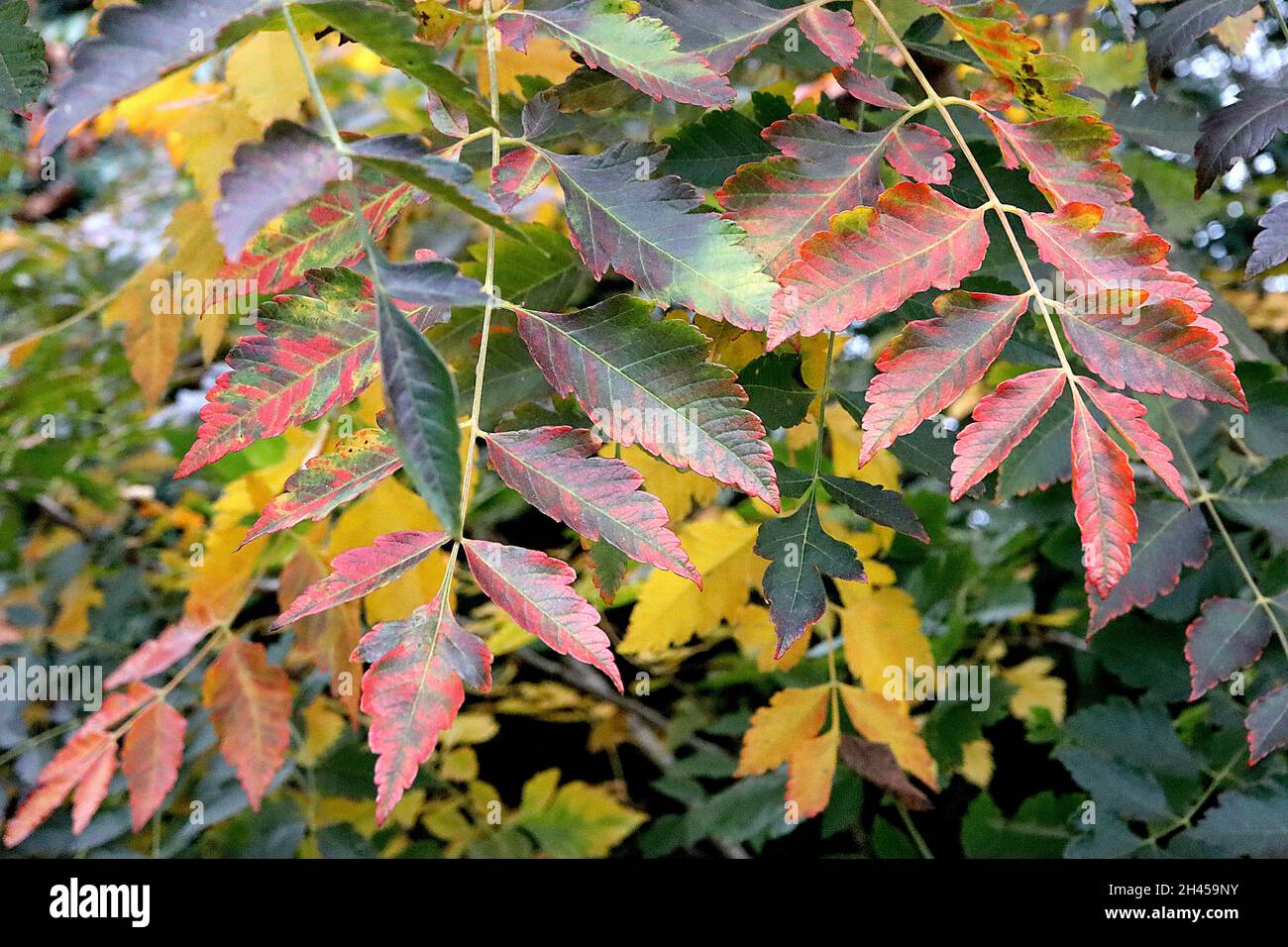 Koeldeuteria paniculata orgoglio dell'India - giallo, verde, arancione, rosso e borgogna pinnately foglie divise, ottobre, Inghilterra, Regno Unito Foto Stock