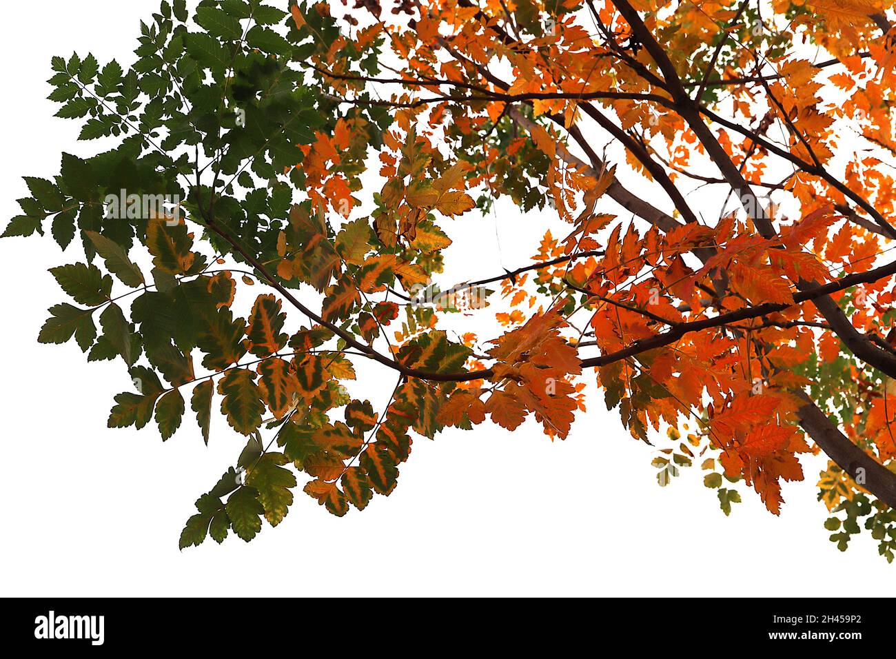 Koeldeuteria paniculata orgoglio dell'India - giallo, verde, arancione, rosso e borgogna pinnately foglie divise, ottobre, Inghilterra, Regno Unito Foto Stock