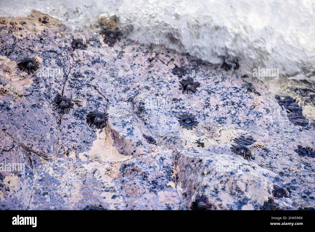 Ricci di casco, Clobocentrotus atratus, sono anche indicati come ricci di ghiaia e ricci cormorati, Hawaii. Si trovano su una costa rocciosa liscia Foto Stock
