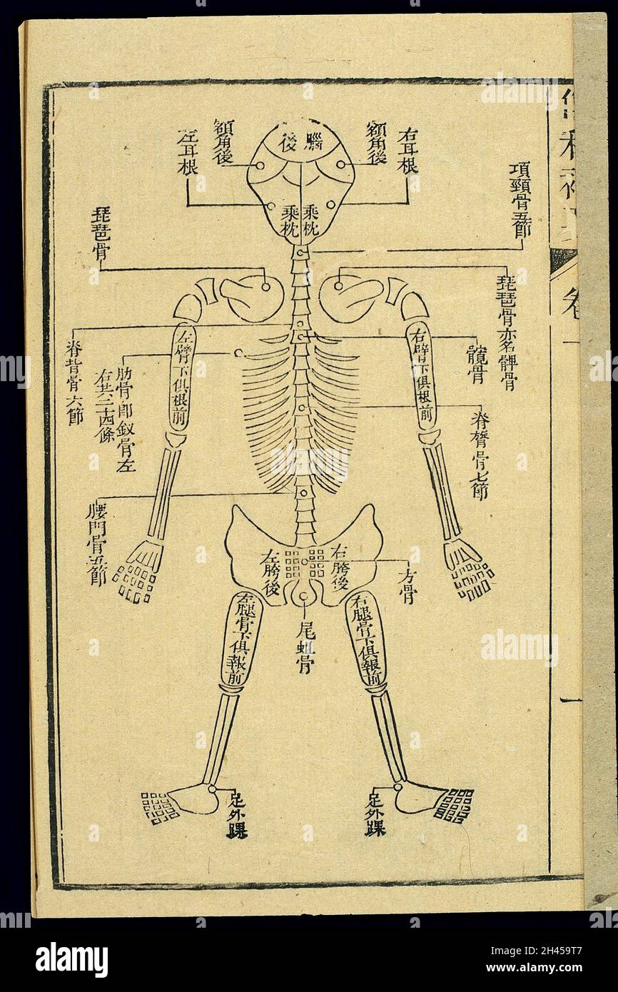 Taglio del legno C19 cinese: Grafico forense dello scheletro (retro) Foto Stock