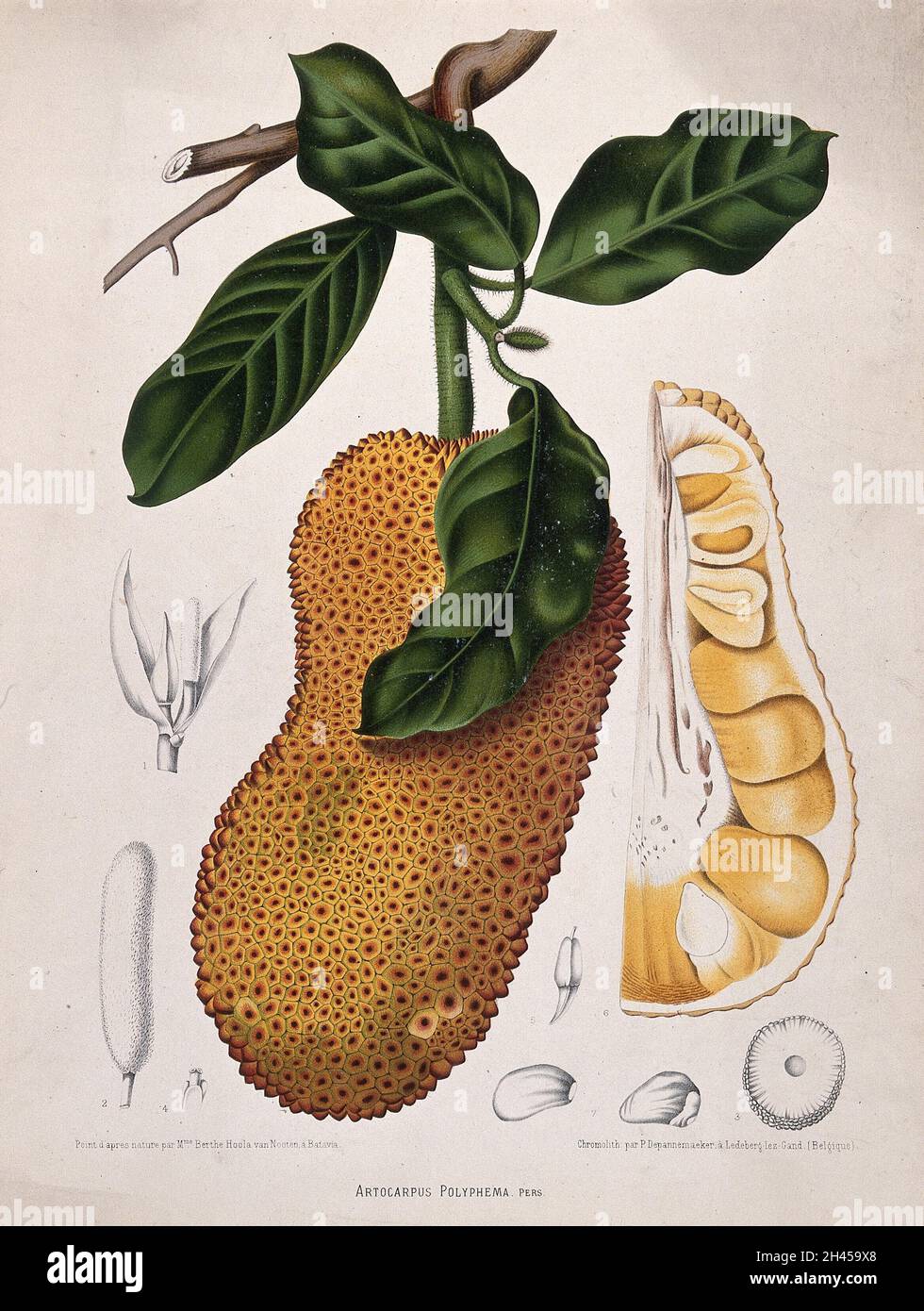 Champedak (Artocarpus polifema pers.): Ramo fruttato con sezioni numerate di frutta, infiorescenza e seme. Chromolithograph di P. Depaannemaeker, c. 1885, dopo B. Hoola van Nooten. Foto Stock