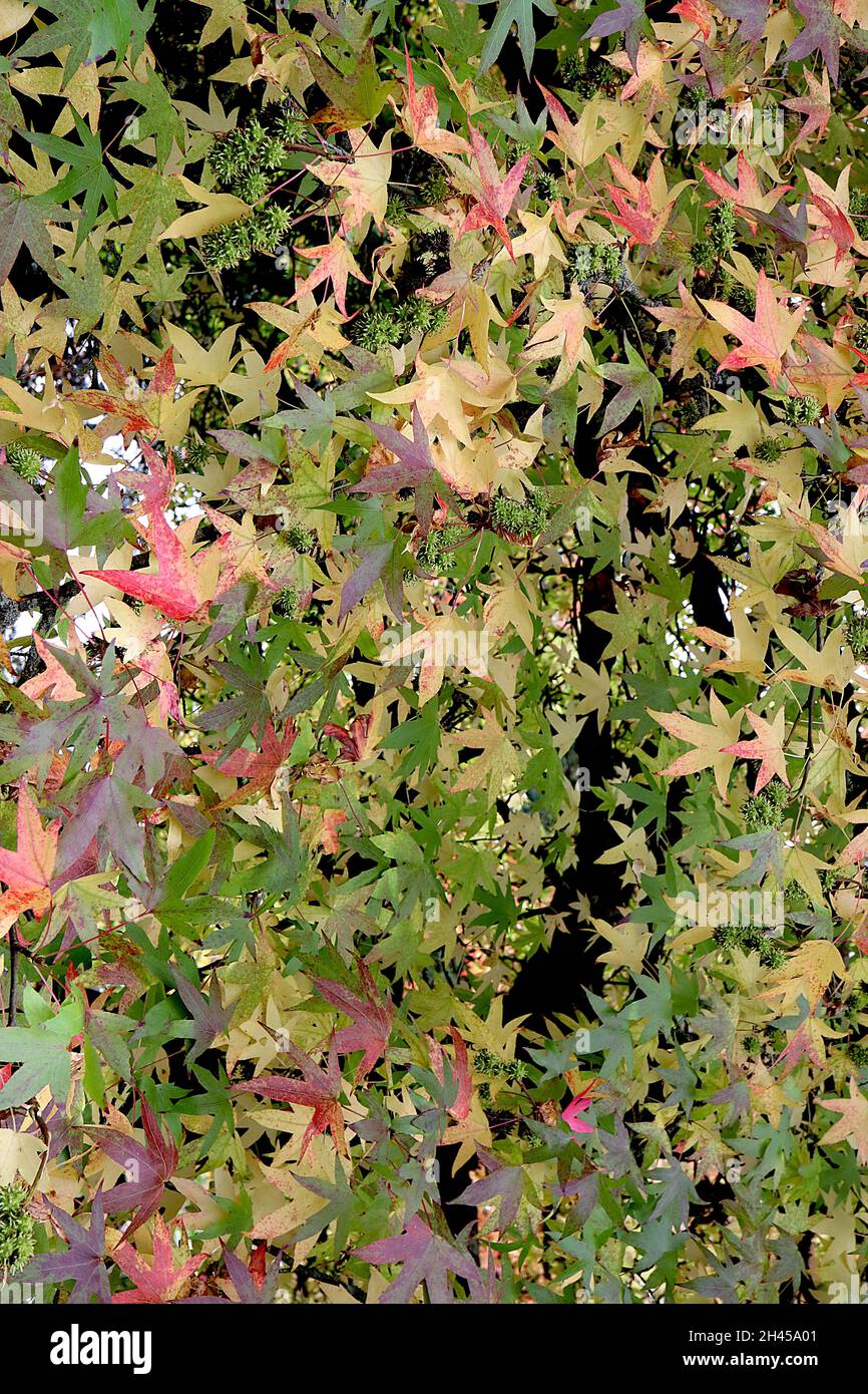 Liquidambar styraciflula gomma dolce – foglie di acero multicolore, ottobre, Inghilterra, Regno Unito Foto Stock