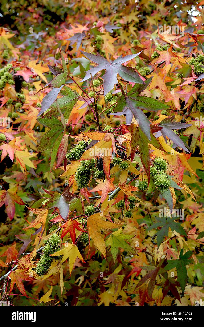 Liquidambar styraciflula gomma dolce – foglie di acero multicolore, ottobre, Inghilterra, Regno Unito Foto Stock