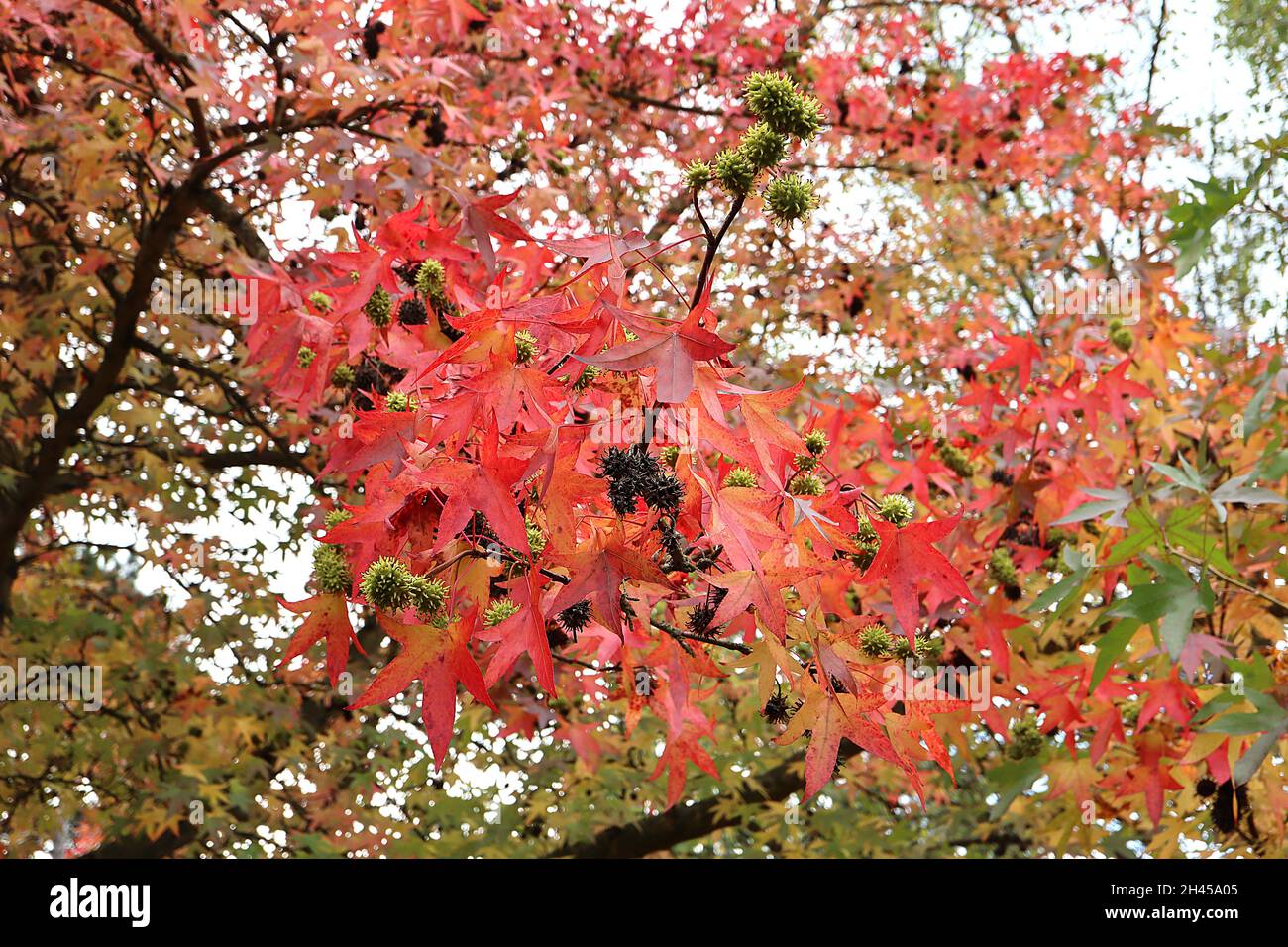 Liquidambar styraciflula gomma dolce – foglie di acero multicolore, ottobre, Inghilterra, Regno Unito Foto Stock