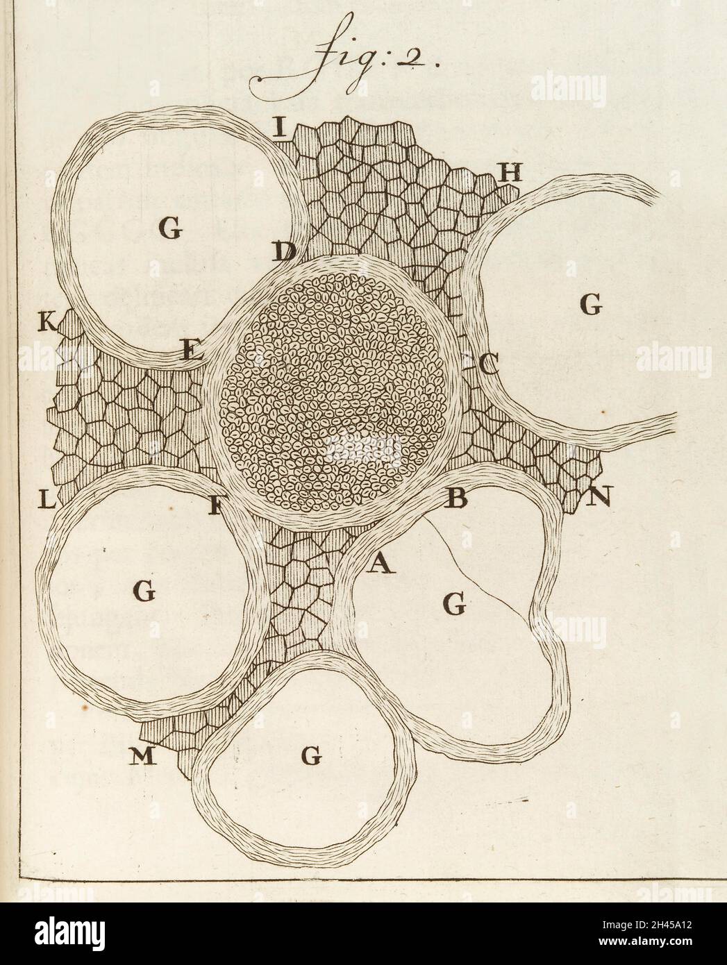 Nervi del midollo spinale di mucche e pecore, tagliati ed esaminati con l'aiuto del microscopio Foto Stock