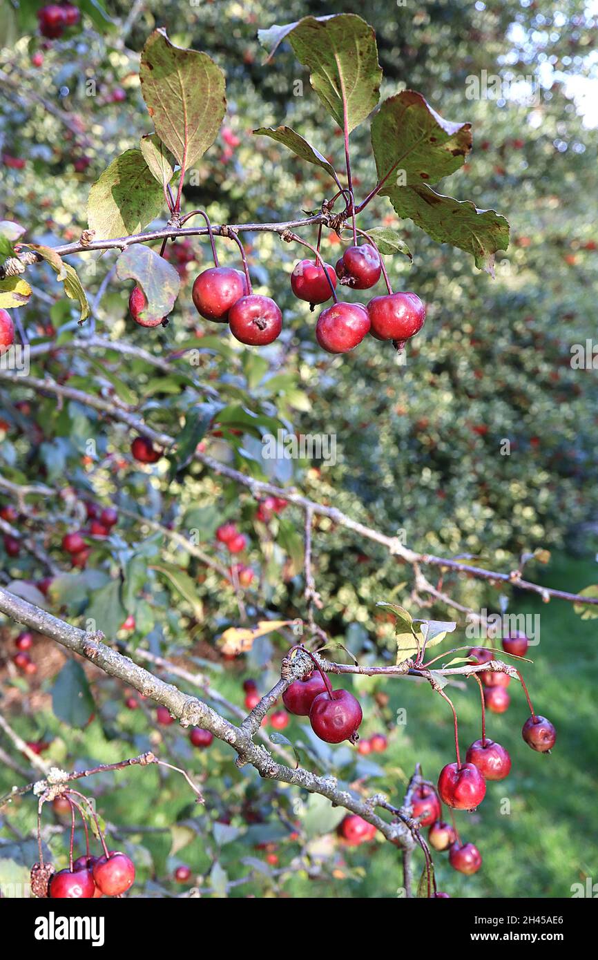 Malus x purpurpurea «Aldenhamensis» granchio viola mela Aldenhamensis – piccoli grappoli di frutti di granchio rosso di vino, ottobre, Inghilterra, Regno Unito Foto Stock