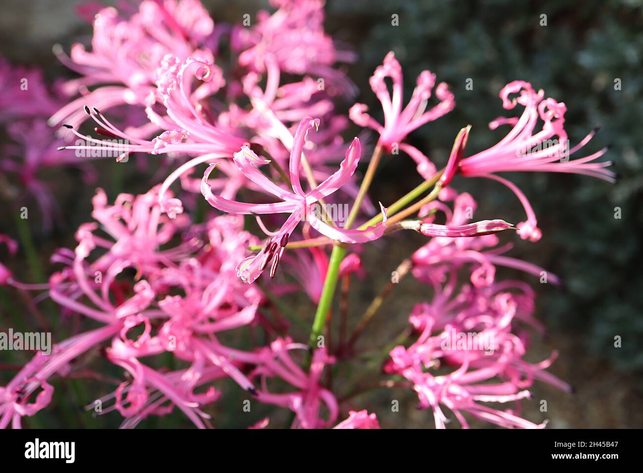 Nerine filamentosa nana nerina con fiori rosa profondi con petali filamentosi, margini ricorrenti e frilly, ottobre, Inghilterra, Regno Unito Foto Stock