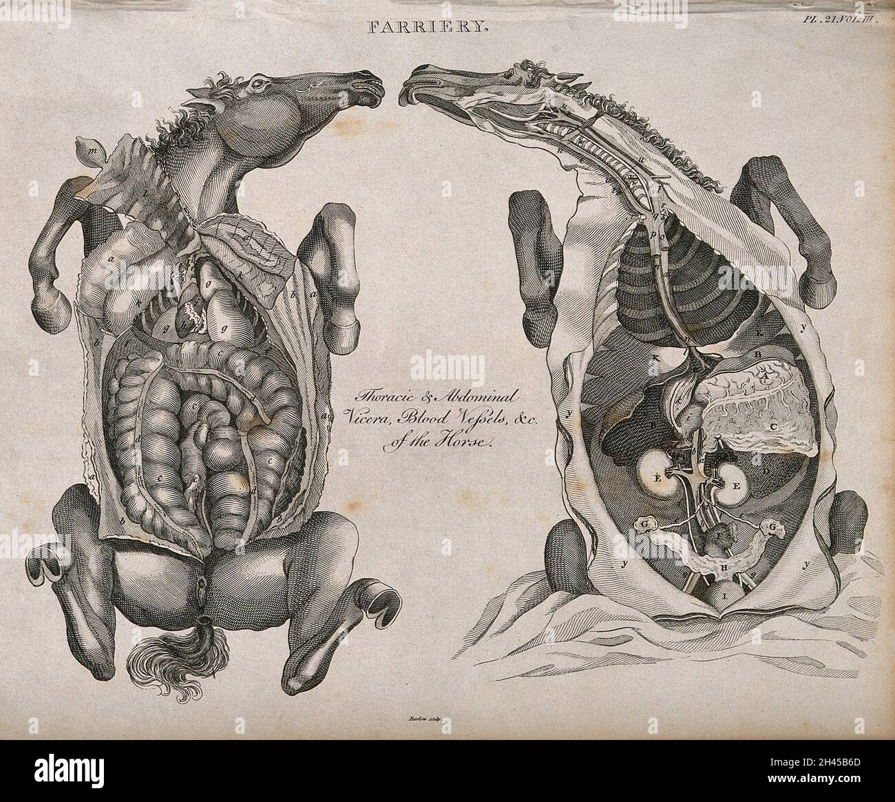 Due dissezioni del torace e dell'addome di un cavallo, viste dal basso, che mostrano gli organi interni e i vasi sanguigni. Acquaforte di Barlow, 1802. Foto Stock