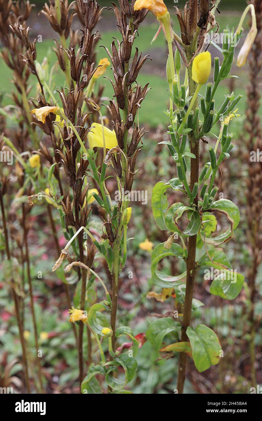 Enothera biennis primrose sera – piccoli fiori di colore giallo chiaro a forma di ciotola e foglie di verde medio arricciate, ottobre, Inghilterra, Regno Unito Foto Stock