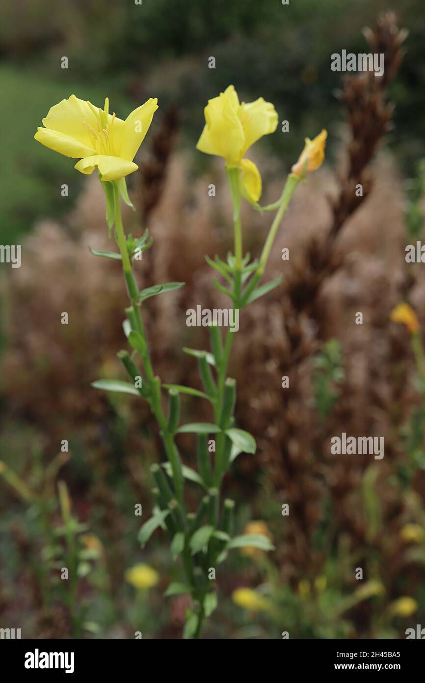 Enothera biennis primrose sera – piccoli fiori di colore giallo chiaro a forma di ciotola e foglie di verde medio arricciate, ottobre, Inghilterra, Regno Unito Foto Stock