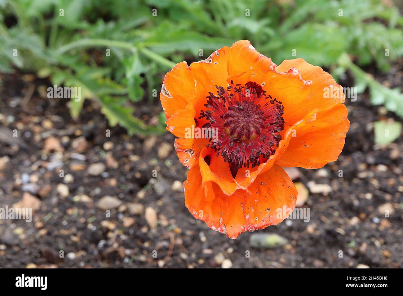 Papaver dubium papavero a testa lunga – grandi fiori d'arancio con marcature nere, foglie profondamente lobate e gambi lunghi, ottobre, Inghilterra, Regno Unito Foto Stock