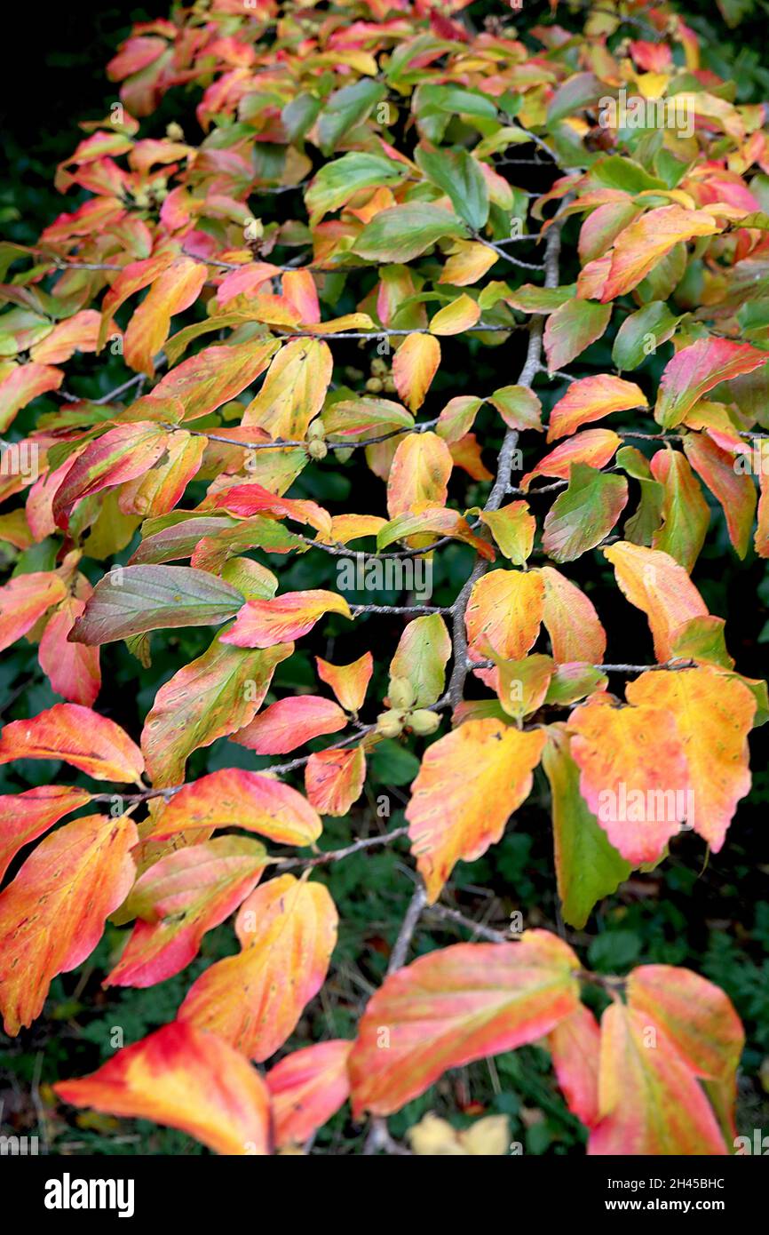 Parrotia persica Persian ironwood – foglie gialle, arancioni e verdi, ottobre, Inghilterra, Regno Unito Foto Stock