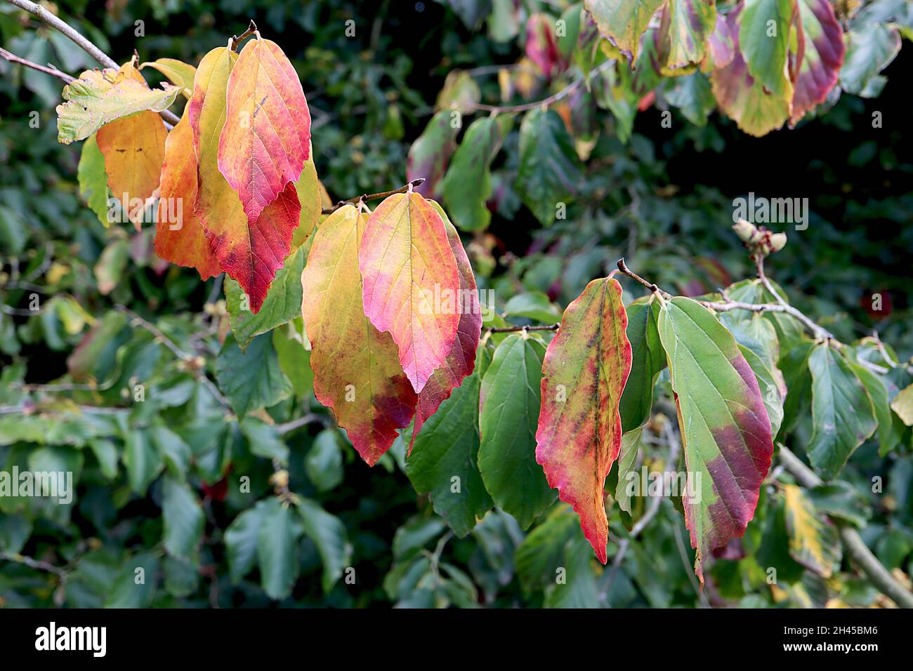 Parrotia persica Persian ironwood – foglie gialle, arancioni e verdi, ottobre, Inghilterra, Regno Unito Foto Stock